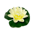 Лотос флористический 9х10 см бело-жёлтый