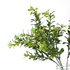 Веточка декоративная Самшит 30 см зеленая бело - зеленые цветы