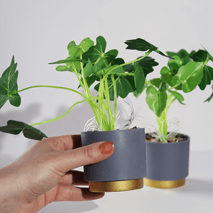 Растение декоративное 2 шт Алоказия в кашпо 26 см