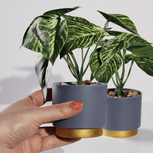 Растение декоративное 2 шт Аглаонема в кашпо 19 см