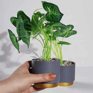 Растение декоративное 2 шт Сингониум в кашпо 26 см