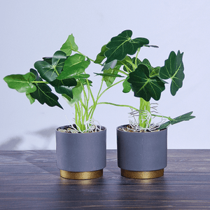 Растение декоративное 2 шт Алоказия в кашпо 26 см