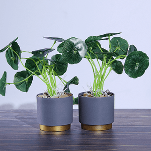 Растение декоративное 2 шт Пилея в кашпо 26 см