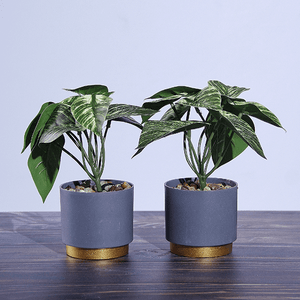 Растение декоративное 2 шт Аглаонема в кашпо 19 см