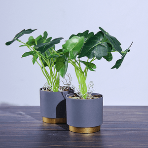 Растение декоративное 2 шт Сингониум в кашпо 26 см