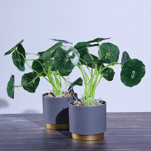 Растение декоративное 2 шт Пилея в кашпо 26 см