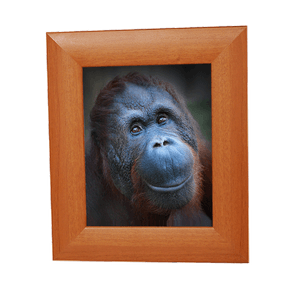 Ключница Картина на 9 крючков 30х35 см Орангутан