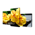 Модульная картина Триптих Сад камней Желтые орхидеи 78х50 см
