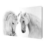 Картина Постер 58х45 см Два белых коня
