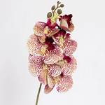 Ветка декоративная Орхидея Афродита 60 см бордовый леопард