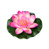 Лотос флористический 9х10 см розовый