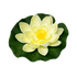 Лотос флористический 14х14 см бело-жёлтый