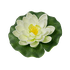 Лотос флористический 14х14 см бело-зелёный