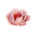 Подсвечник Роза 11х6 см розовый фаянс