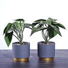 Растение декоративное 2 шт Аглаонема в кашпо 19 см