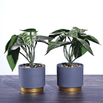 Растение декоративное 2 шт Аглаонема в кашпо 19 см
