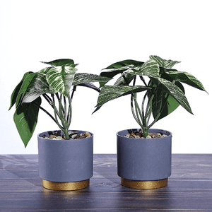 Растение декоративное 2 шт Аглаонема в кашпо 19 см