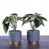 Растение декоративное 2 шт Аглаонема в кашпо 19 см