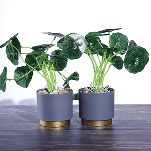 Растение декоративное 2 шт Пилея в кашпо 26 см