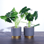 Растение декоративное 2 шт Алоказия в кашпо 26 см