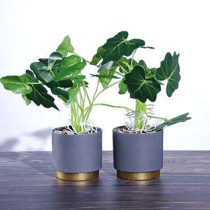 Растение декоративное 2 шт Алоказия в кашпо 26 см