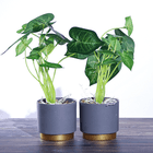 Растение декоративное 2 шт Сингониум в кашпо 26 см